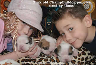 English Bulldog puppies pictures